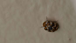 Image of Sacramento Anthicid Beetle