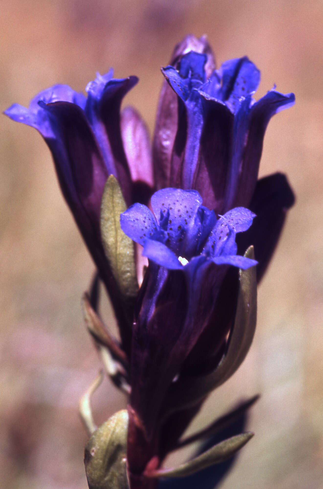 Image of gentian