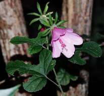 Image of Forest pink hibiscus