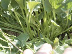 Image of goosefoot violet