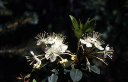 Image de Rhododendron columbianum (Piper) Harmaja