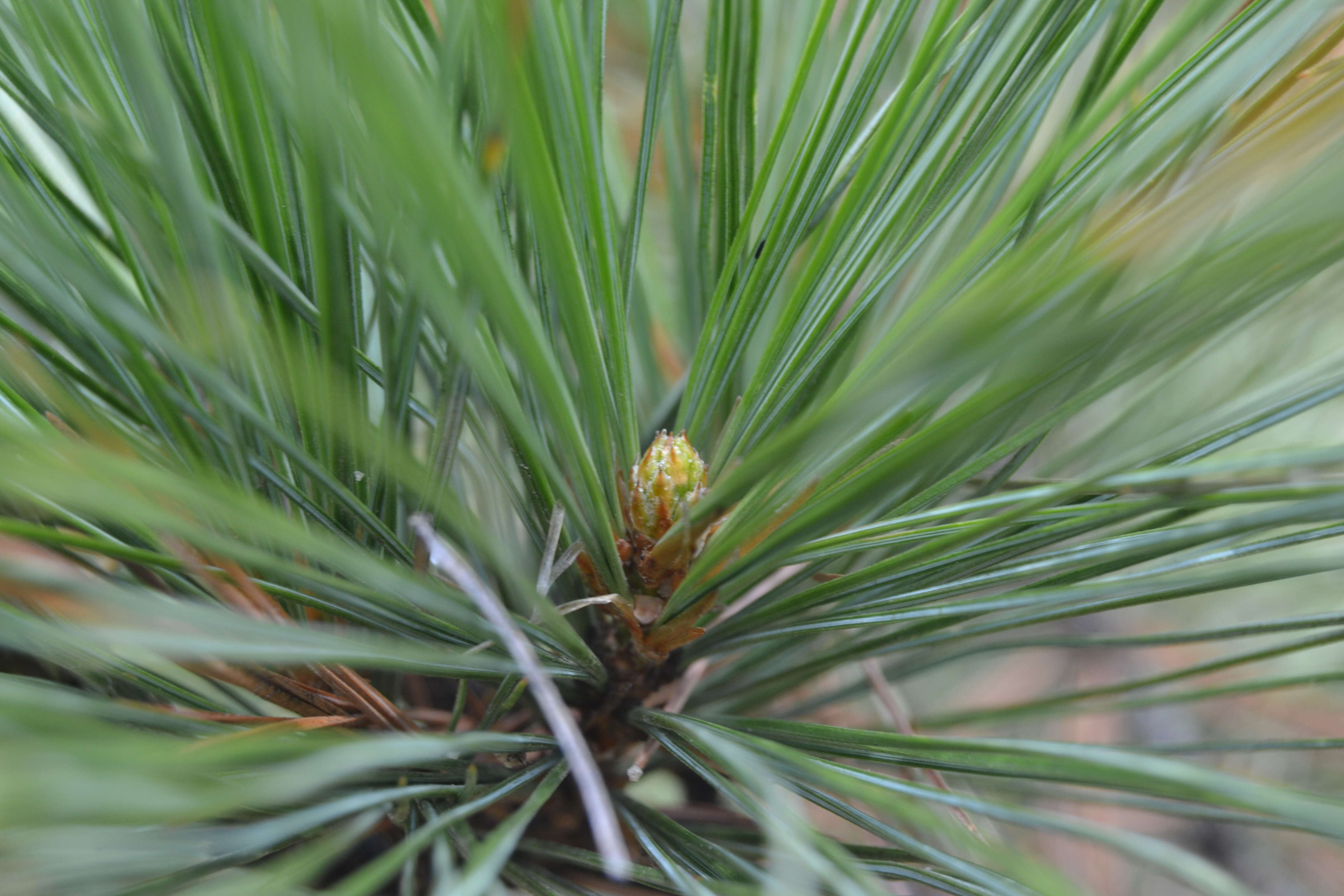 Imagem de Pinus wallichiana A. B. Jacks.