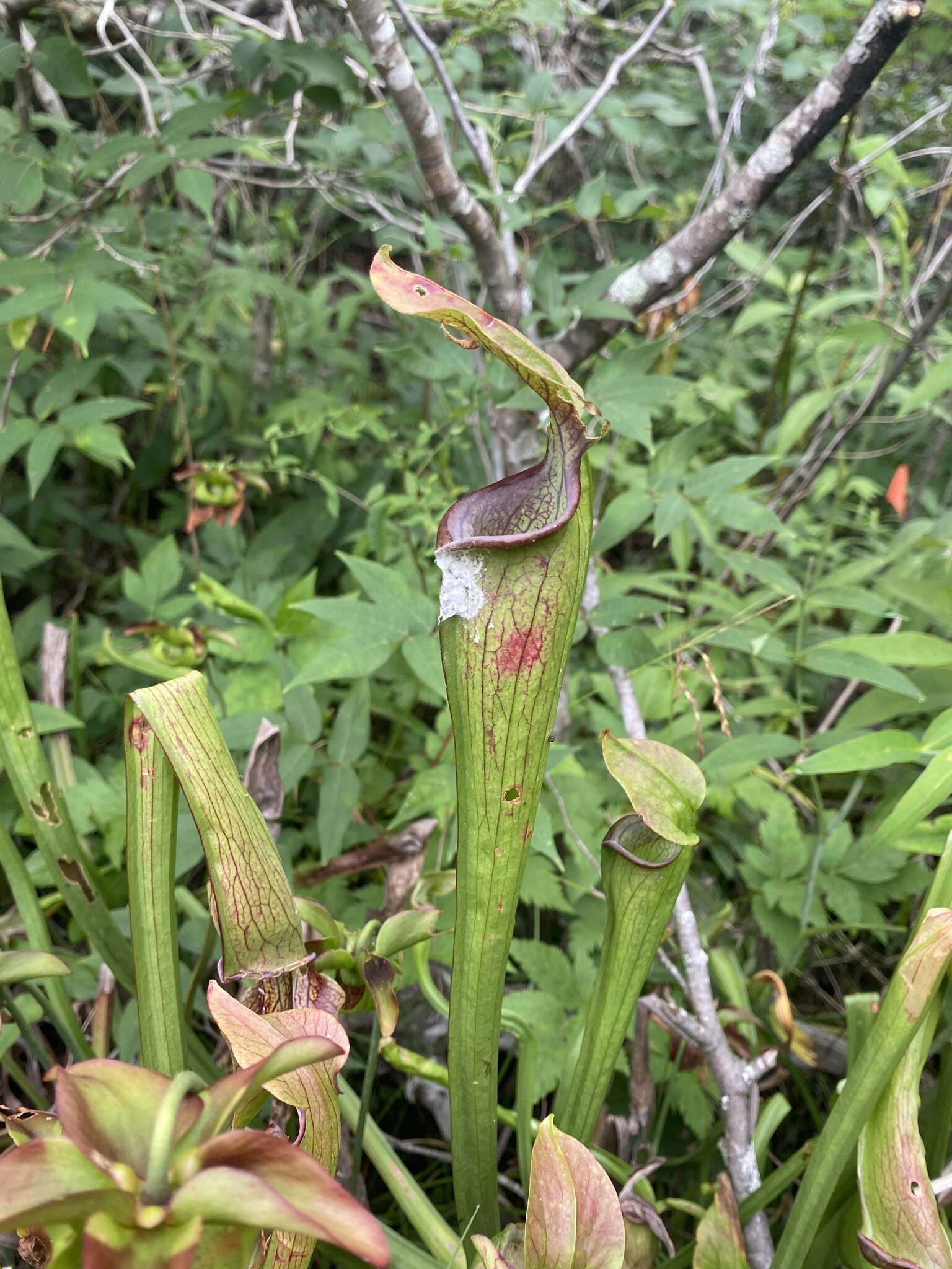 Image of Mountain Sweet Pitcherplant