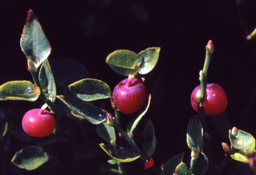 صورة Vaccinium scoparium Leiberg