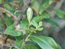 Sivun Veronica stricta var. macroura (Hook. fil. ex Benth.) Garn.-Jones kuva