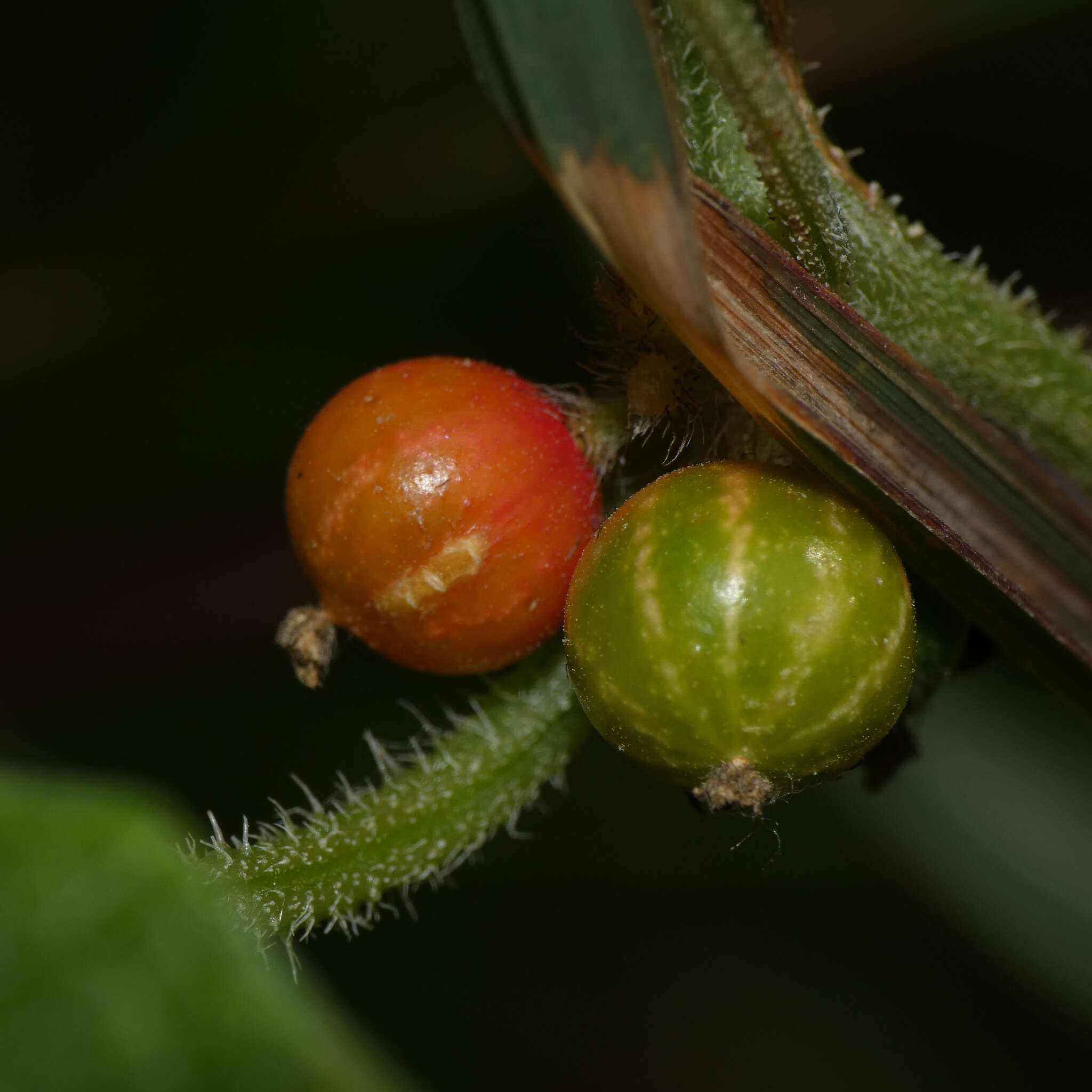 Image of Cucumis maderaspatanus L.