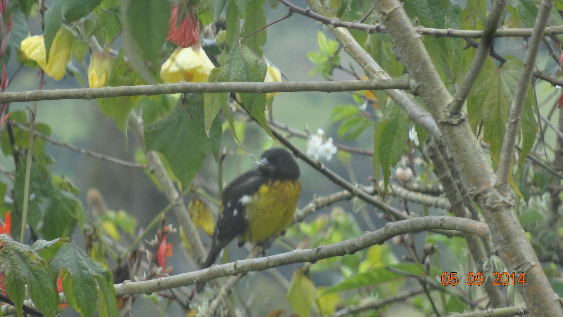 Image of Black-backed Grosbeak