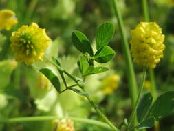 Image of field clover