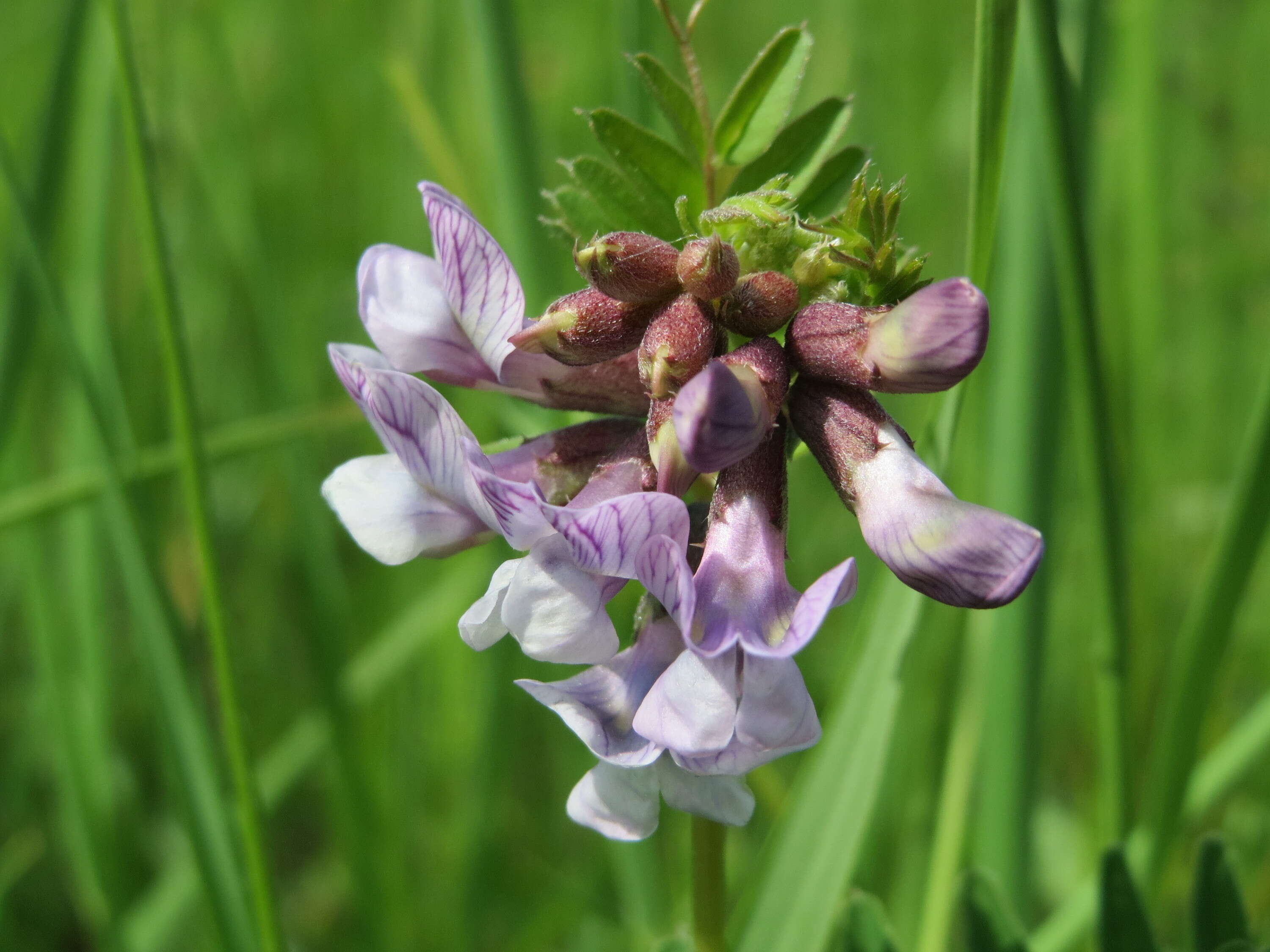 Image of bush vetch