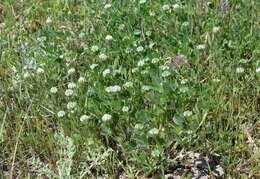 Imagem de Trifolium leucanthum M. Bieb.