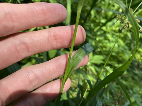 Image of Mosquito Bulrush