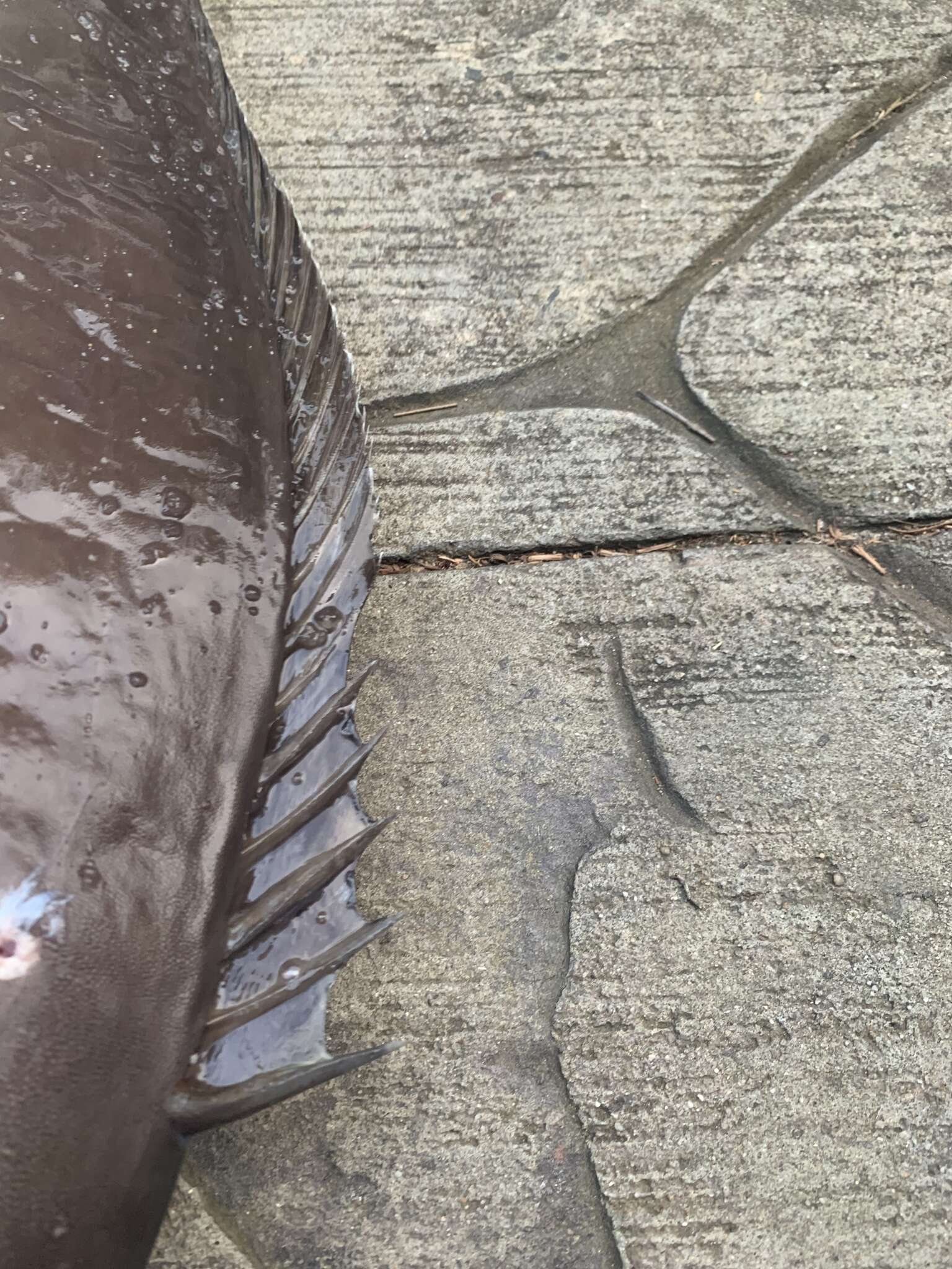 Image of Squarenose Unicornfish