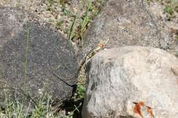 Image of Himalayan Agama