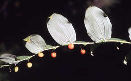 Image of claspleaf twistedstalk