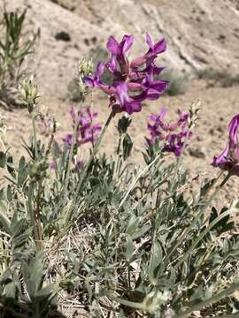 Image of Bessey's locoweed