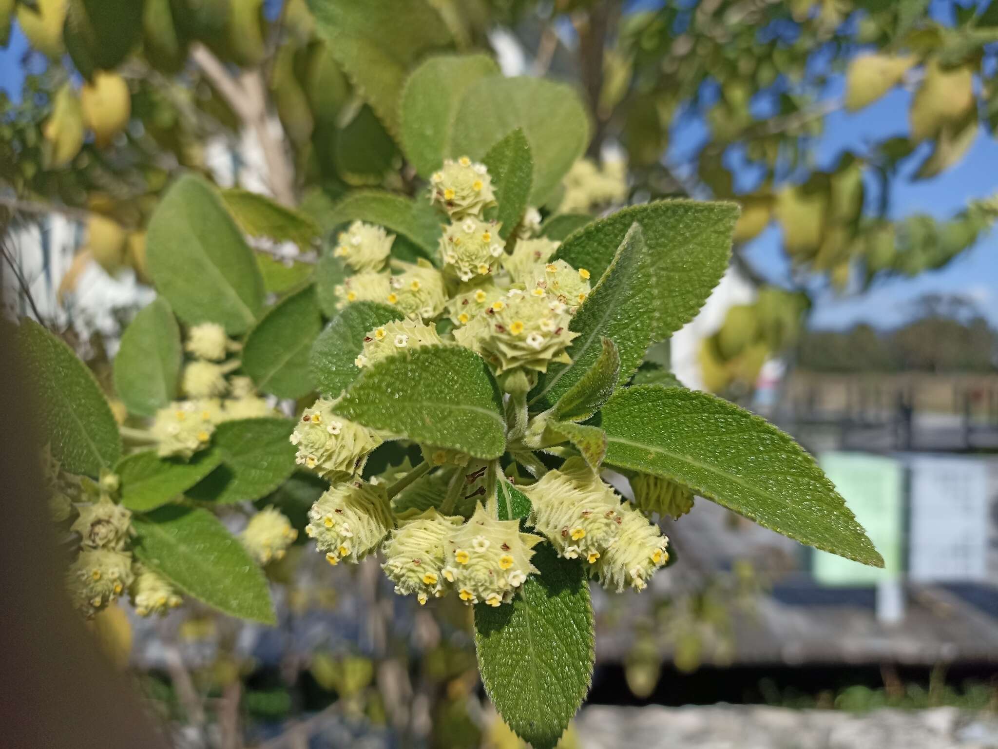 صورة Lippia gentryi Standl.