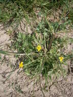Image of hairy buttercup