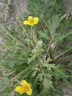Image of hairy buttercup