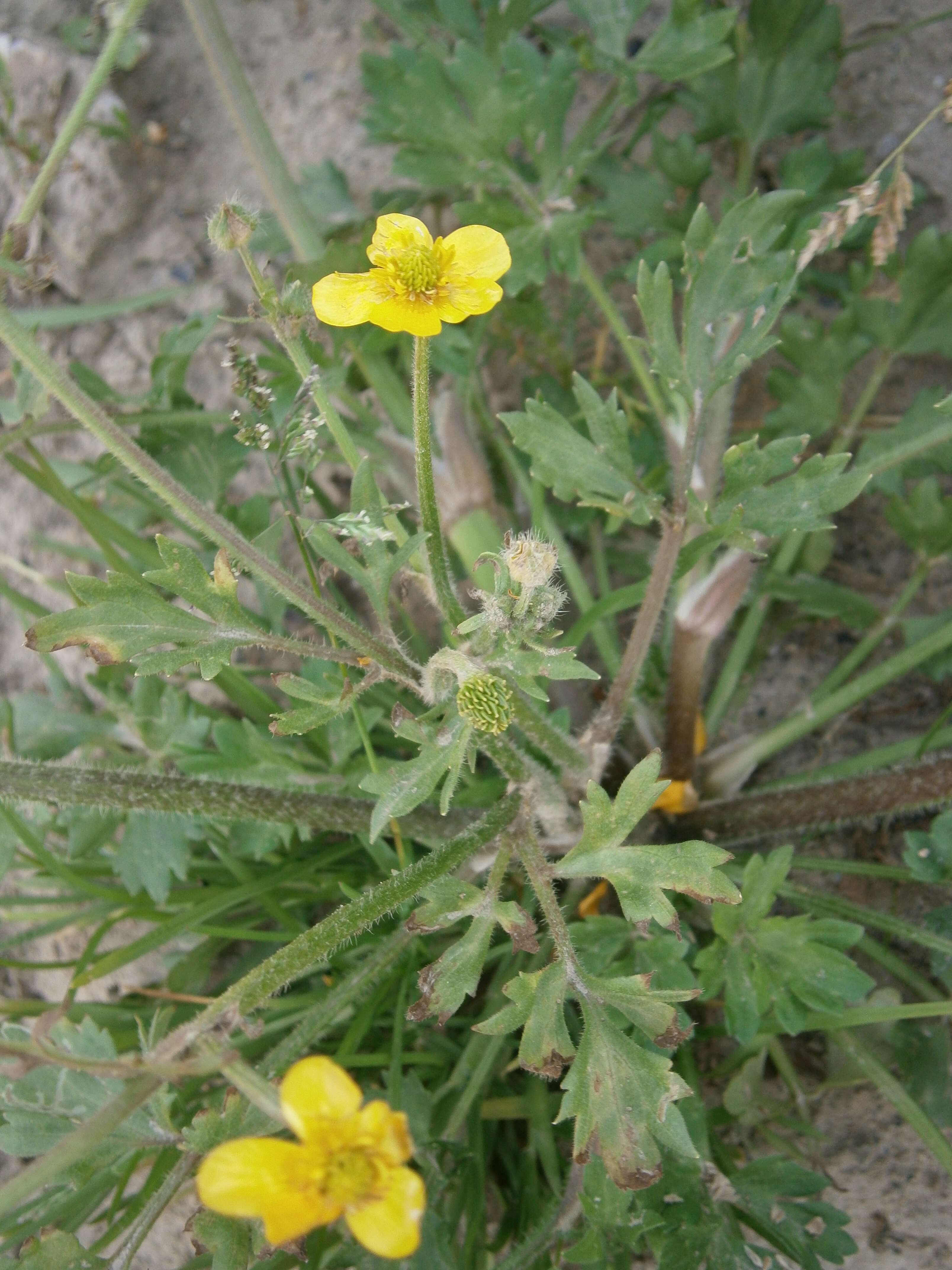 Image of hairy buttercup