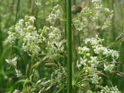 Image of White bedstraw