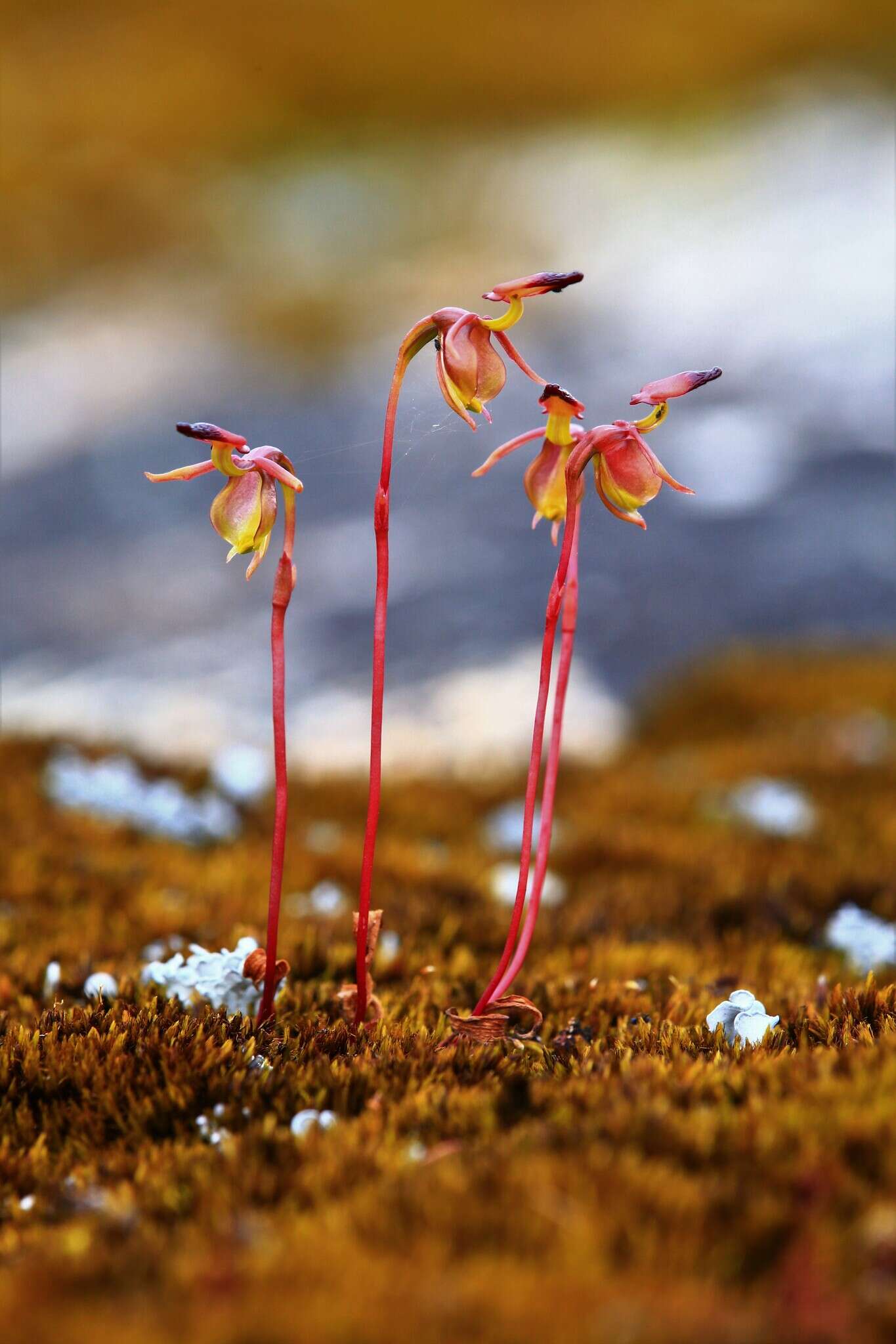 Image of Slender-leafed duck orchid