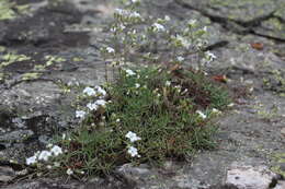 Cherleria circassica (Albov) A. J. Moore & Dillenb.的圖片