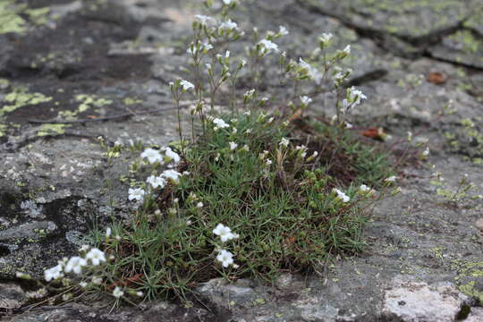 Слика од Cherleria circassica (Albov) A. J. Moore & Dillenb.