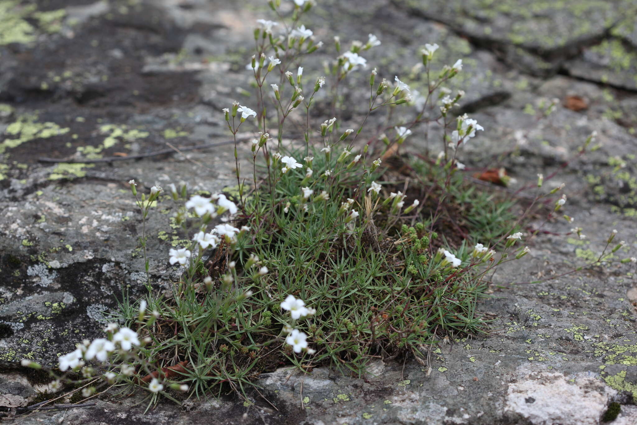 Image of Cherleria circassica (Albov) A. J. Moore & Dillenb.