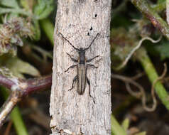 Image of Deilus rugosicollis Rapuzzi & Sama 2012