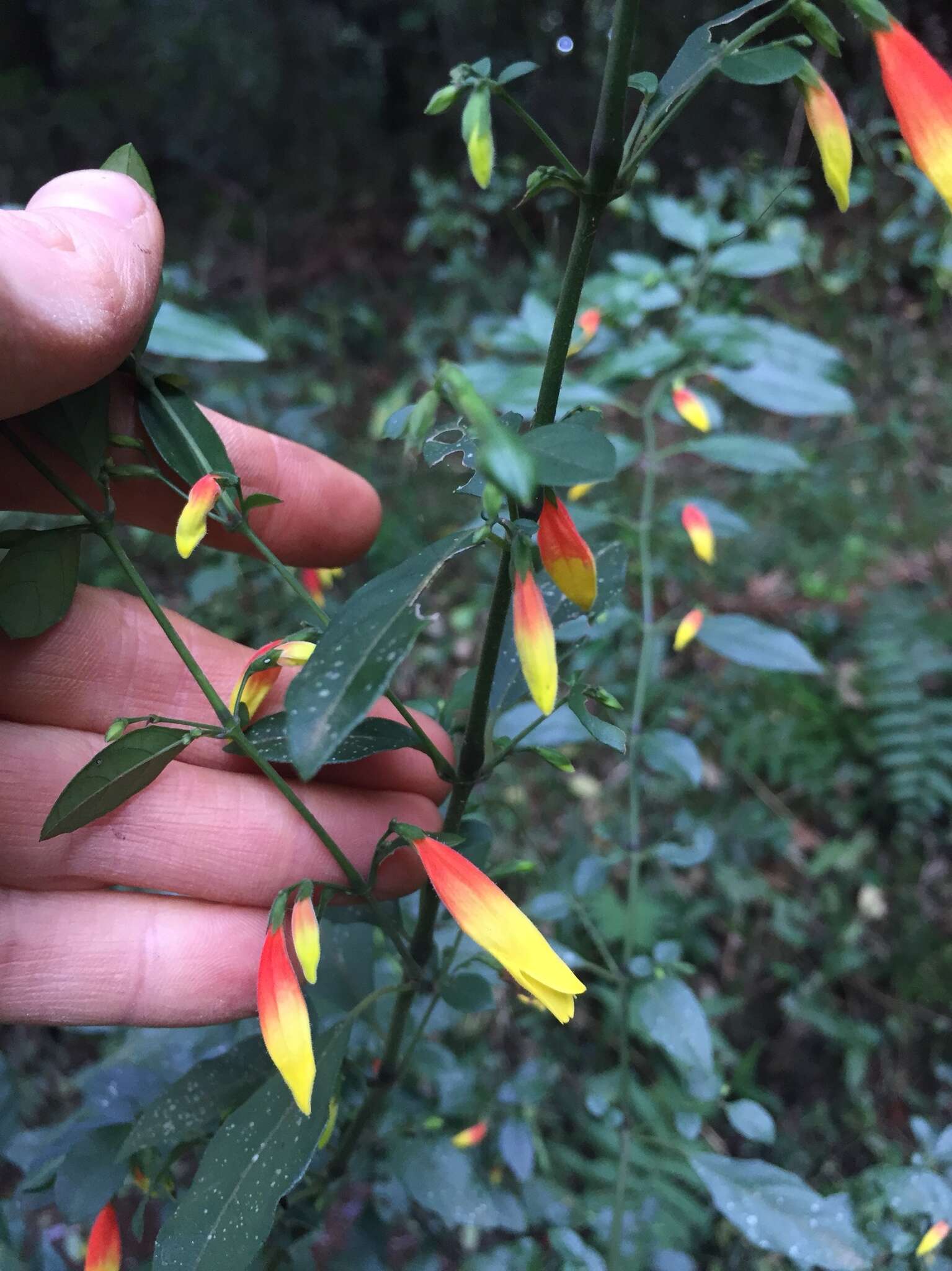 Image of Justicia floribunda (C. Koch) D. C. Wassh.