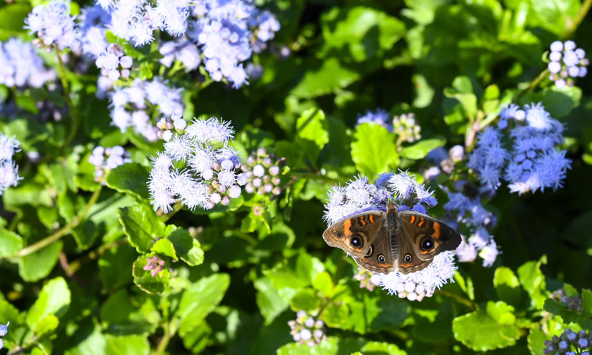 Sivun Junonia stemosa kuva