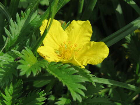 Image of silverweed cinquefoil