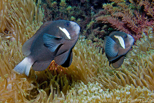 Image of McCulloch&#39;s Anemonefish