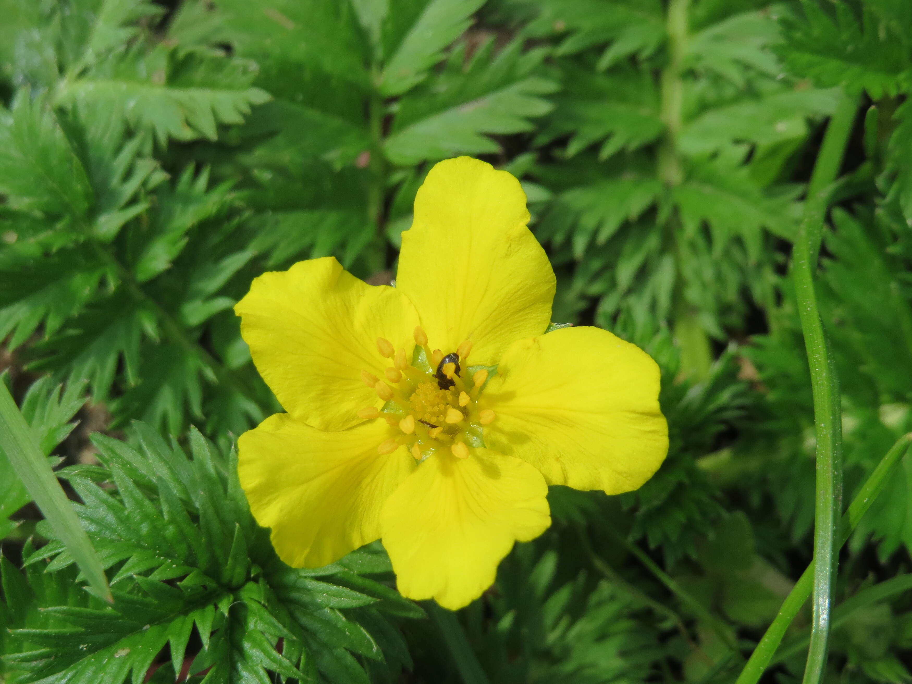 Image of silverweed cinquefoil