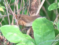 Image of Isthmian Wren