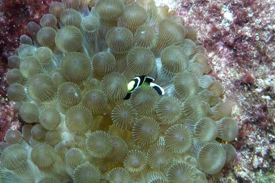 Image of McCulloch&#39;s Anemonefish