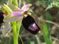 Слика од <i>Ophrys <i>bertolonii</i></i> subsp. bertolonii