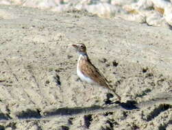 Image of Stark's Lark