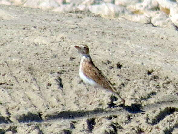 Image of Stark's Lark