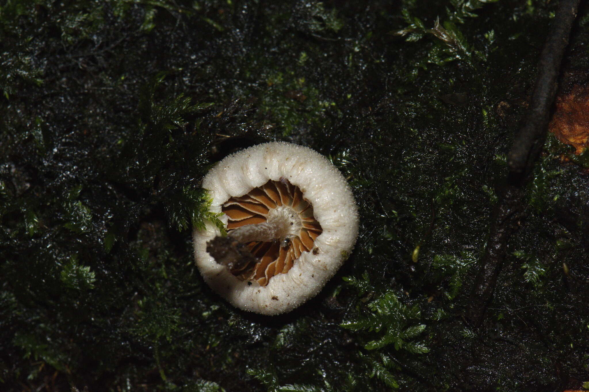 Image of Tympanella galanthina (Cooke & Massee) E. Horak 1971