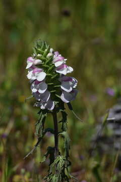 Image of Mediterranean lineseed