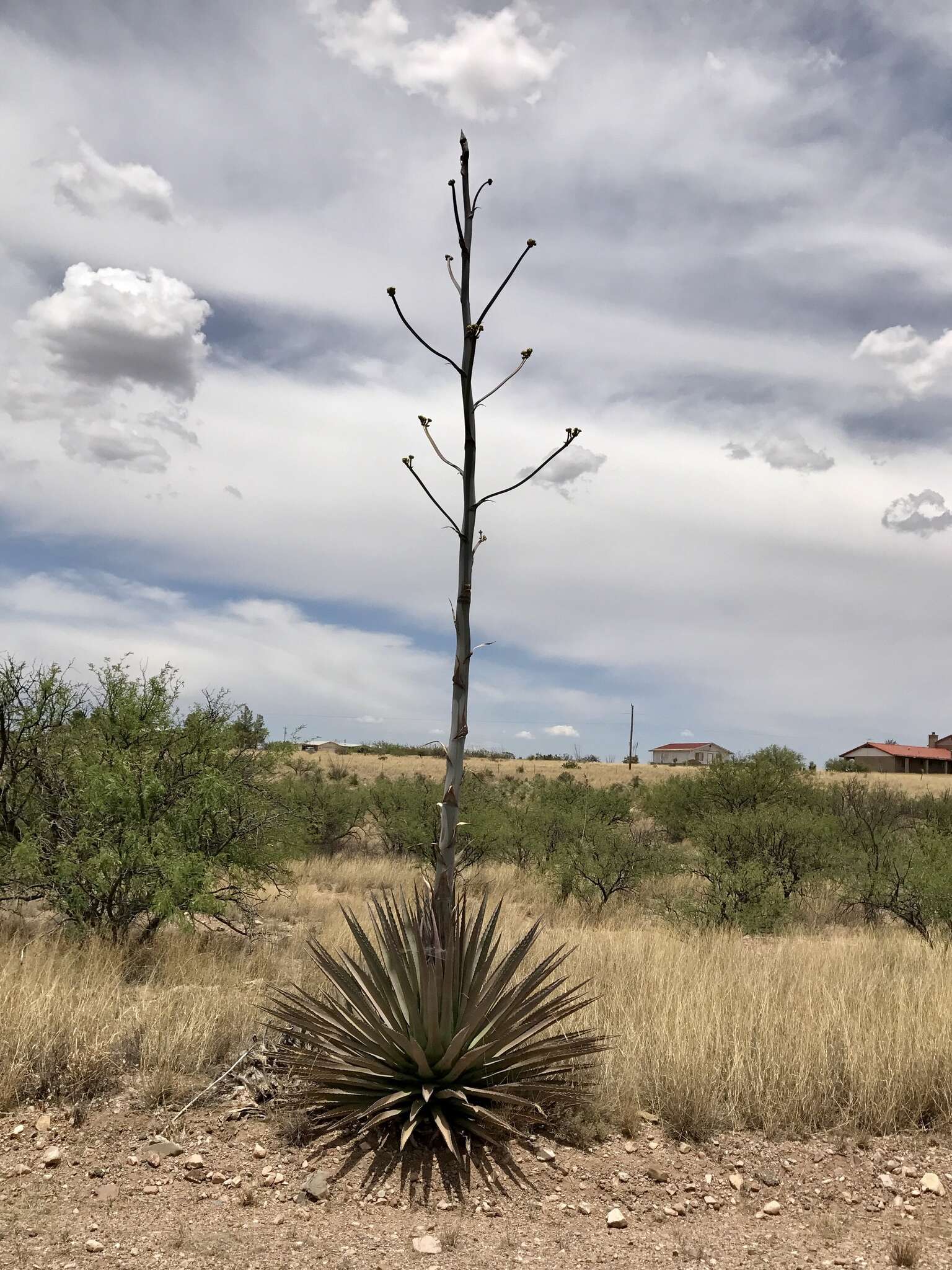 Agave palmeri Engelm. resmi