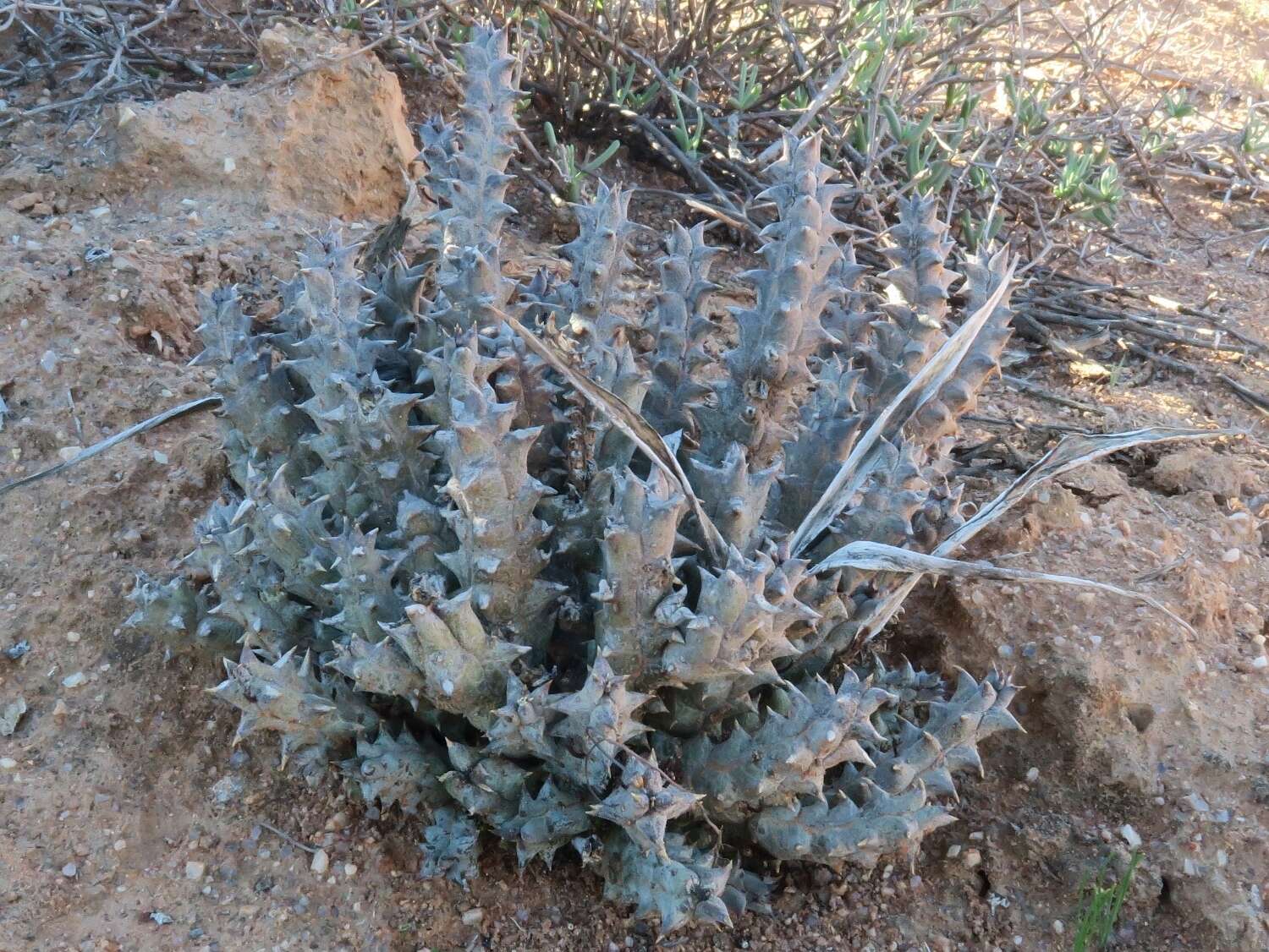 Sivun Ceropegia parvioriflora subsp. parvioriflora kuva