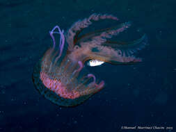 Image of Purplestriped jellyfishes