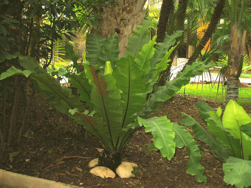 Слика од Asplenium nidus L.