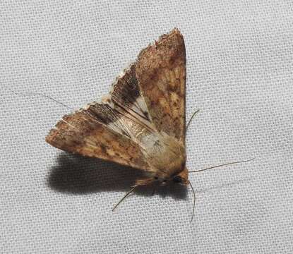 صورة Helicoverpa punctigera Wallengren 1860