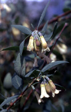 Image of mountain snowberry