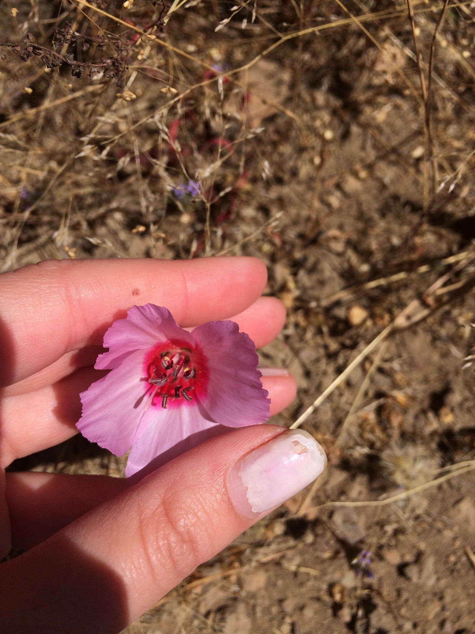 Image of ruby chalice clarkia