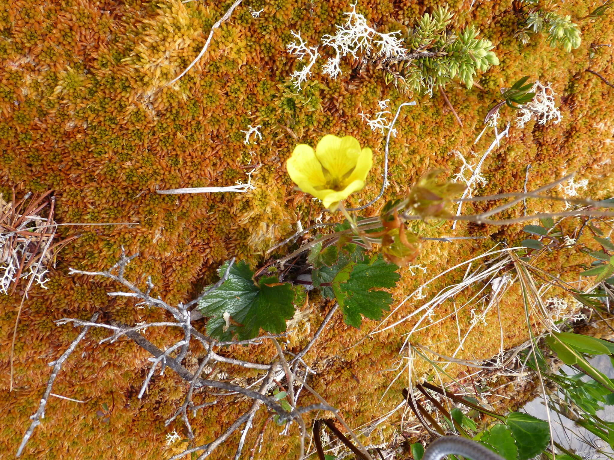 Image of Caltha-Leaf Avens