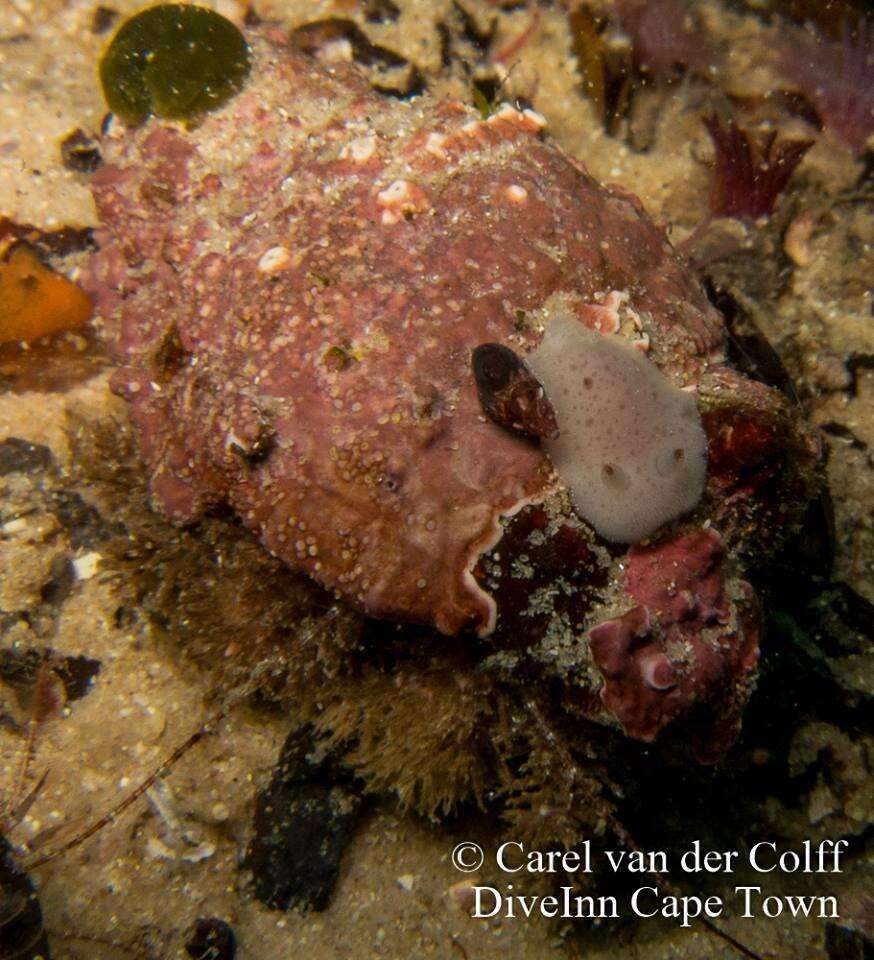 Image of grey sea slug